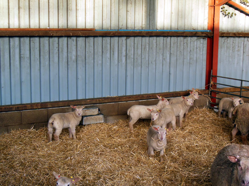 2013 Lamb Crop 2013 Lamb Crop